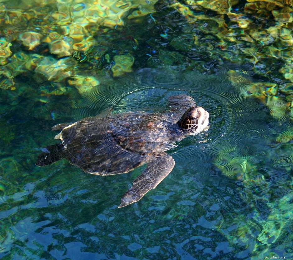 How Turtles Shed Their Shell Scutes: Growth and Renewal Explained