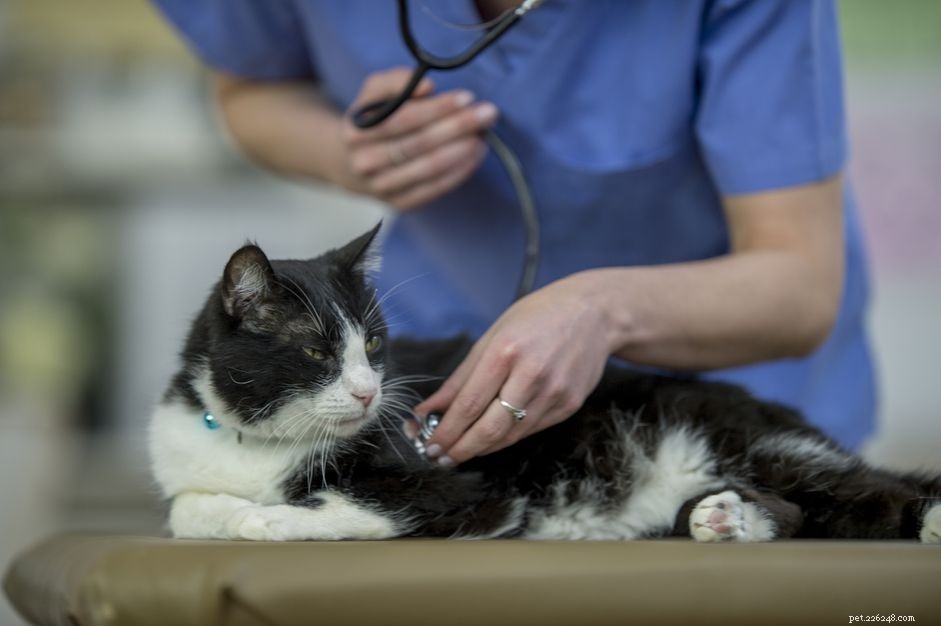 Cat Heart Disease: Recognizing, Diagnosing, and Caring for Feline Hearts