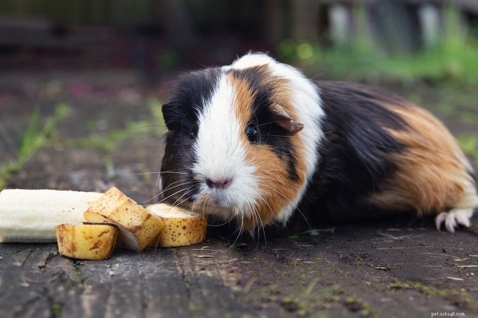 Optimal Guinea Pig Diet: Essential Vitamin C Guidelines for Health