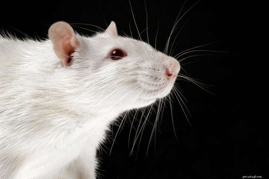 Understanding Tumors in Rats: Causes, Symptoms, and Care
