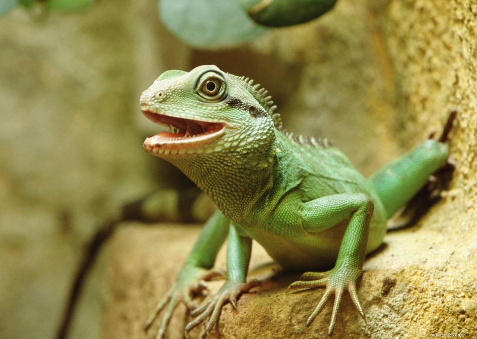 Complete Guide to Caring for Chinese Water Dragons
