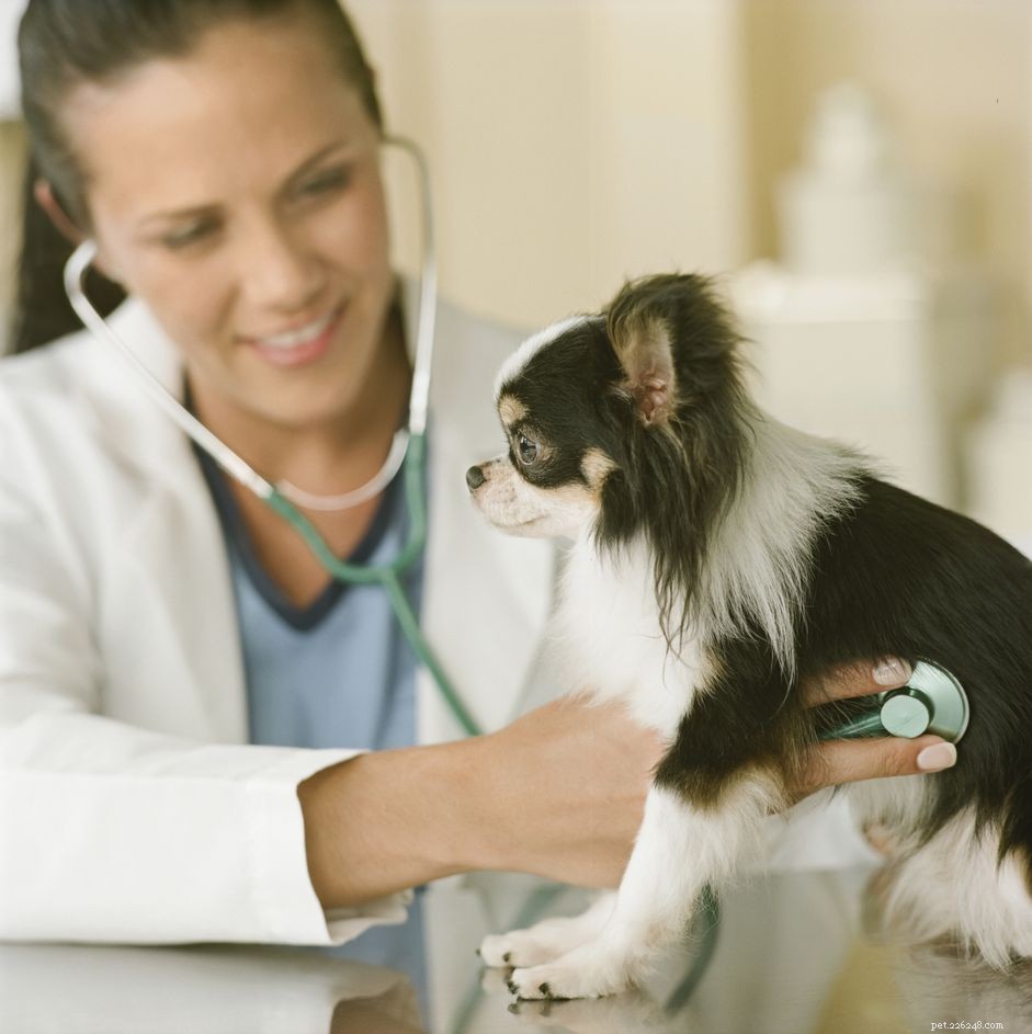 Canine Heart Attacks: Causes, Symptoms, and Prevention