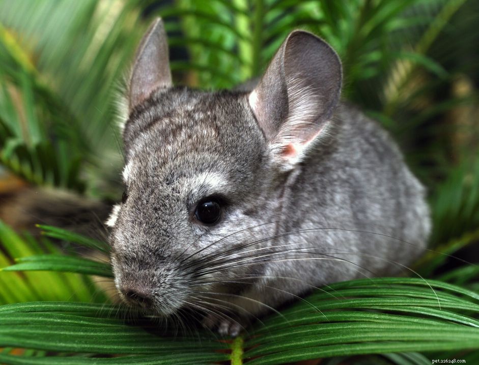 Professional Guide to Maintaining Your Chinchilla’s Dental Health