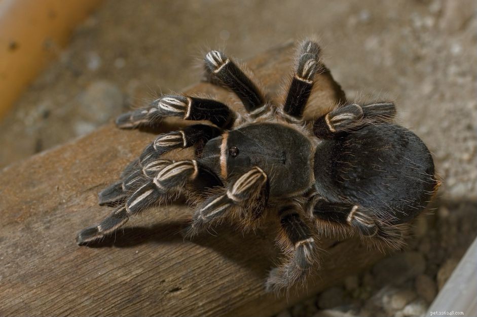 Expert Guide to Caring for a Costa Rican Zebra Tarantula