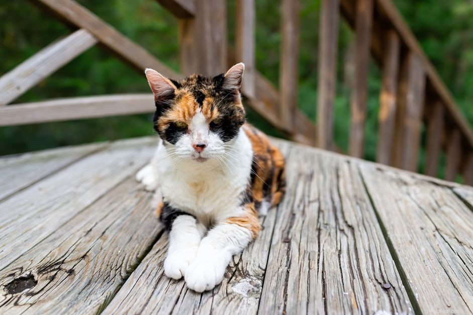 Effective Treatments for Hyperthyroidism in Cats