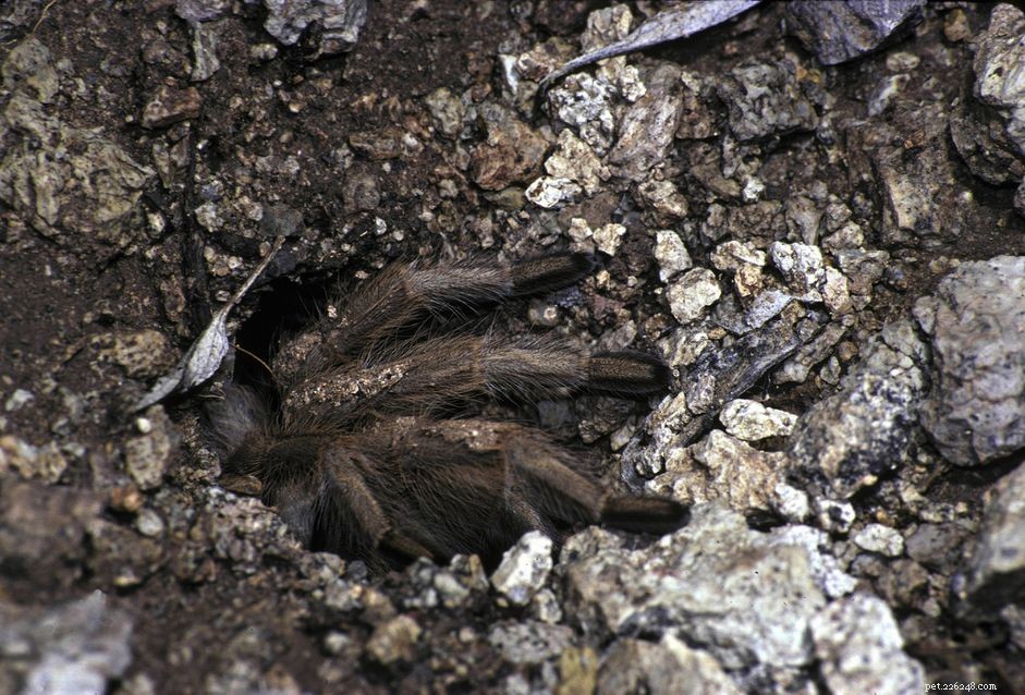 Caring for a Desert Blond Tarantula: Expert Guide for Pet Owners