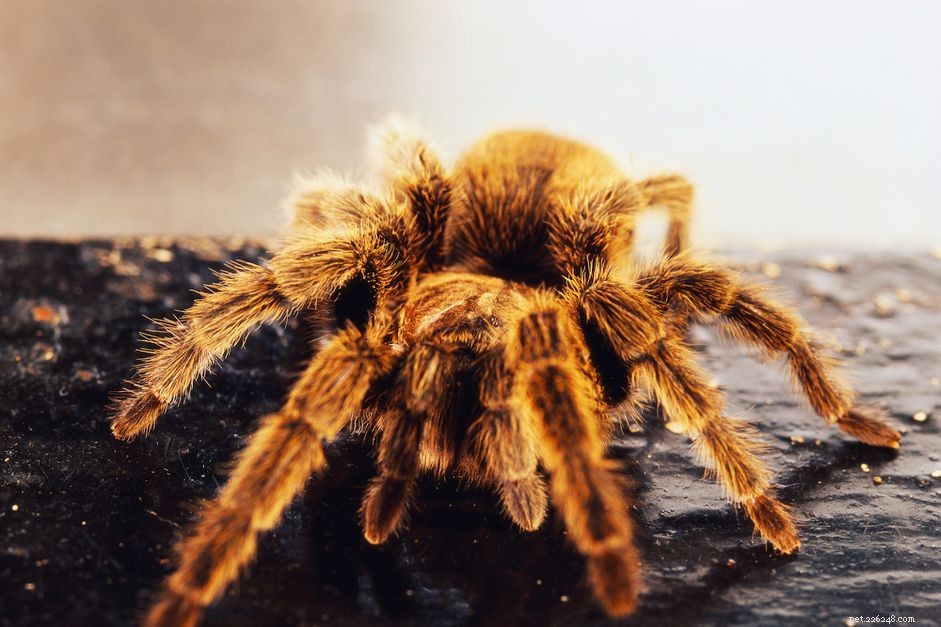 Caring for a Chilean Rose Tarantula: Expert Tips for First-Time Keepers