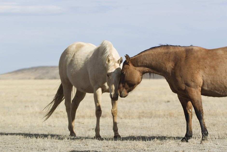 Seamless Integration: A Guide to Introducing a New Horse to Your Herd