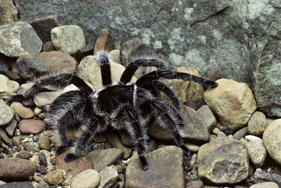 Caring for a Curly Hair Tarantula: A Comprehensive Guide