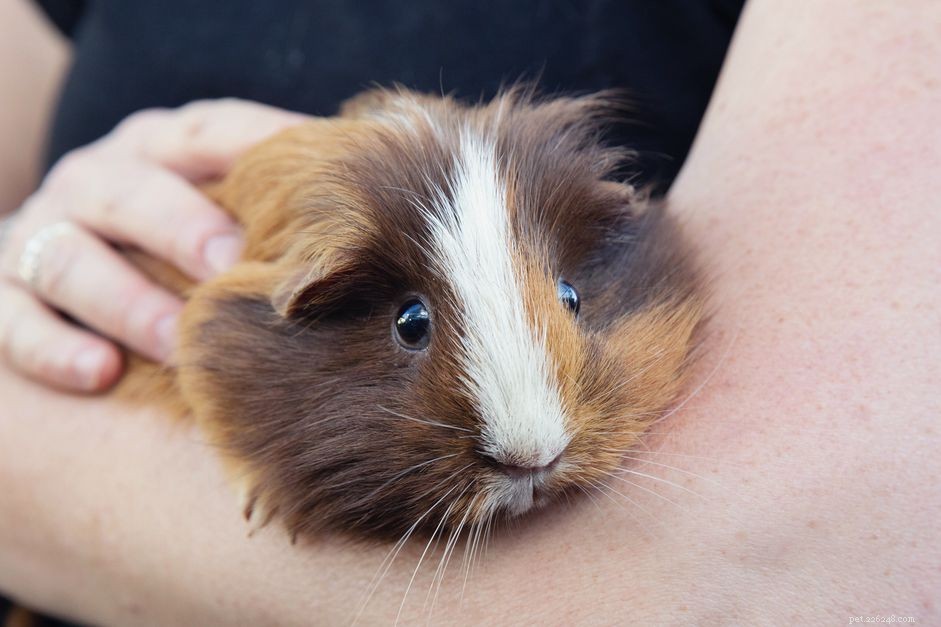 Guinea Pigs 101: Comprehensive Care & Tips for Happy, Healthy Pets