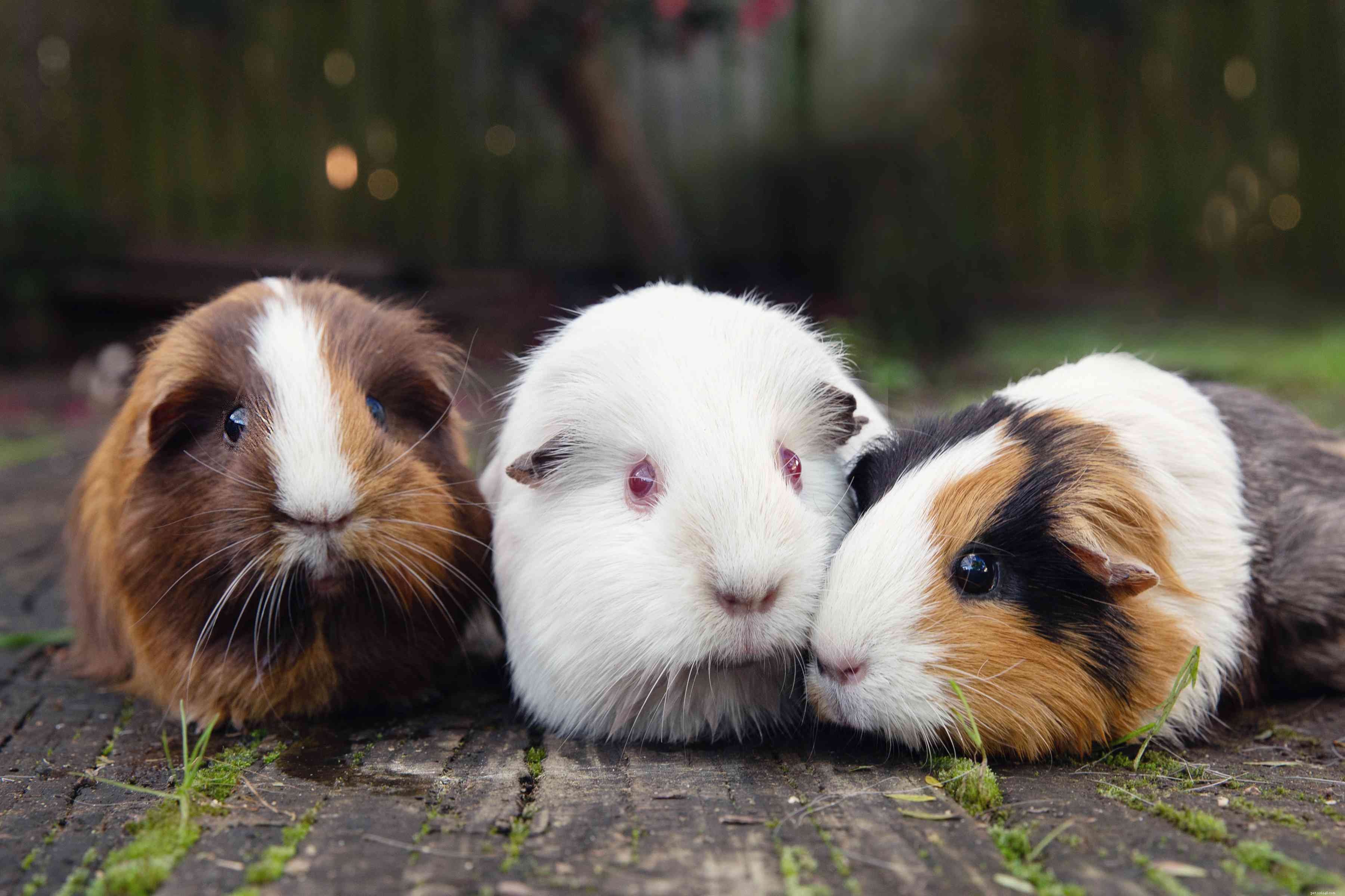 Guinea Pigs 101: Comprehensive Care & Tips for Happy, Healthy Pets