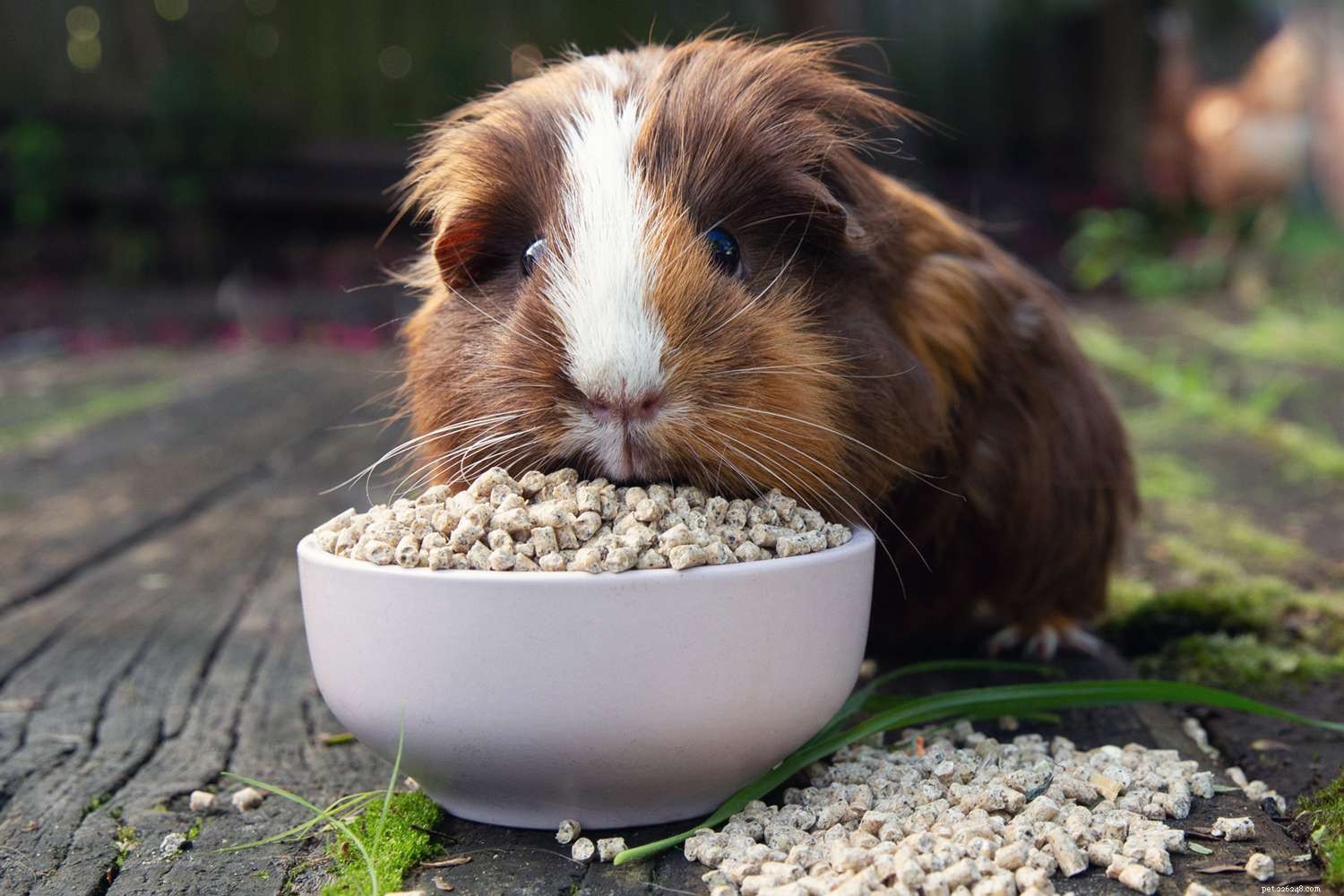 Guinea Pigs 101: Comprehensive Care & Tips for Happy, Healthy Pets