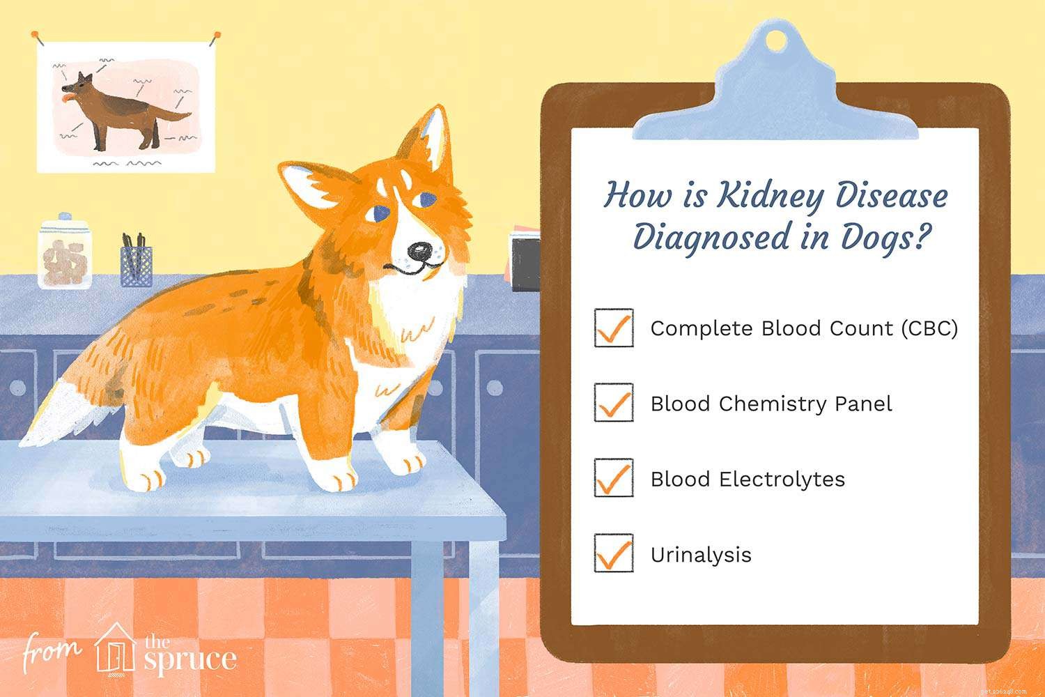 Understanding Kidney Disease in Dogs: Symptoms, Diagnosis, and Treatment