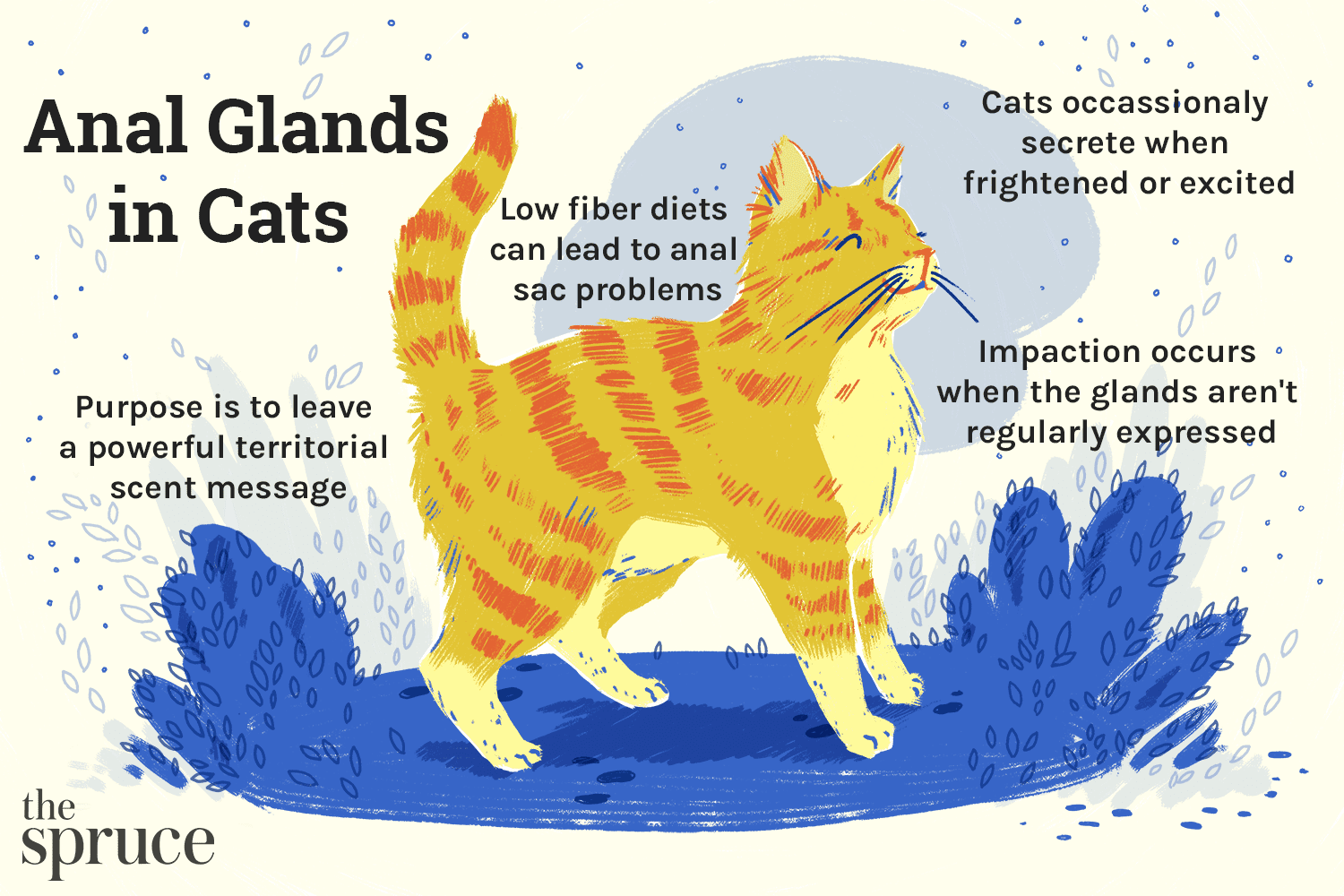 Step-by-Step Guide to Safely Expressing Your Cat’s Anal Glands