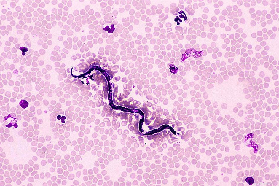Protect Your Dog: Year‑Round Heartworm Prevention