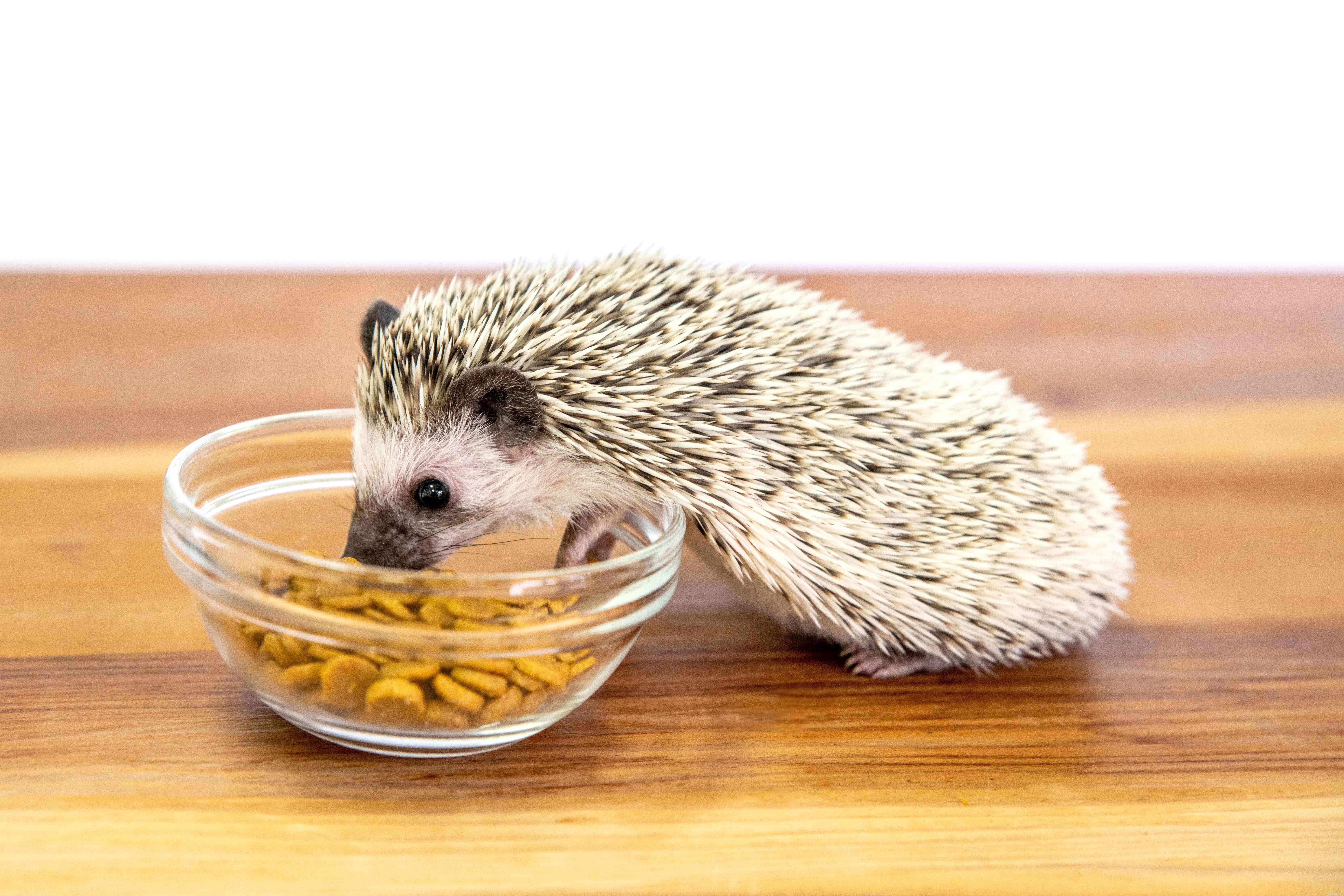 What Do Hedgehogs Eat? Expert Guide to Their Ideal Diet