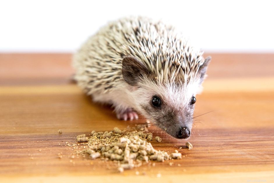 What Do Hedgehogs Eat? Expert Guide to Their Ideal Diet