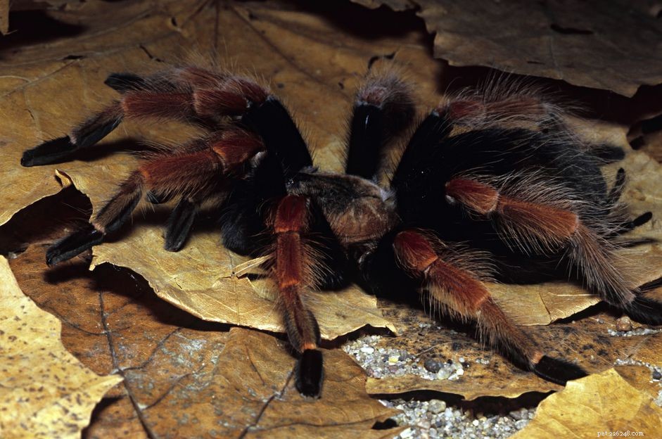 Caring for Your Mexican Redleg Tarantula: A Comprehensive Guide