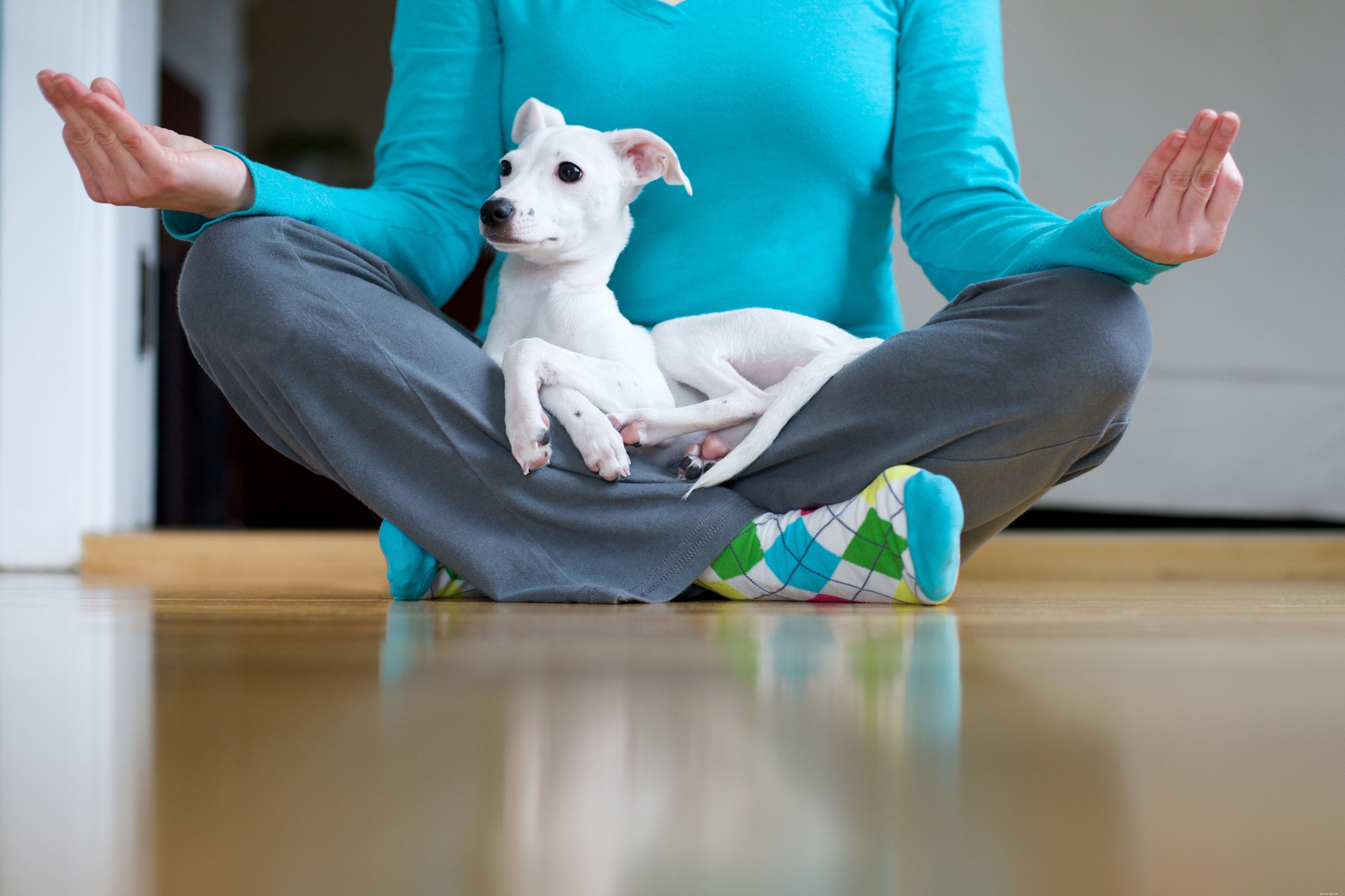 5 Proven Strategies to Make Vet Visits Stress‑Free for Your Dog
