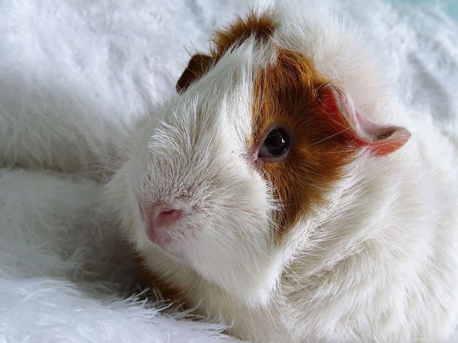 How to Choose a Healthy Guinea Pig for Your Home
