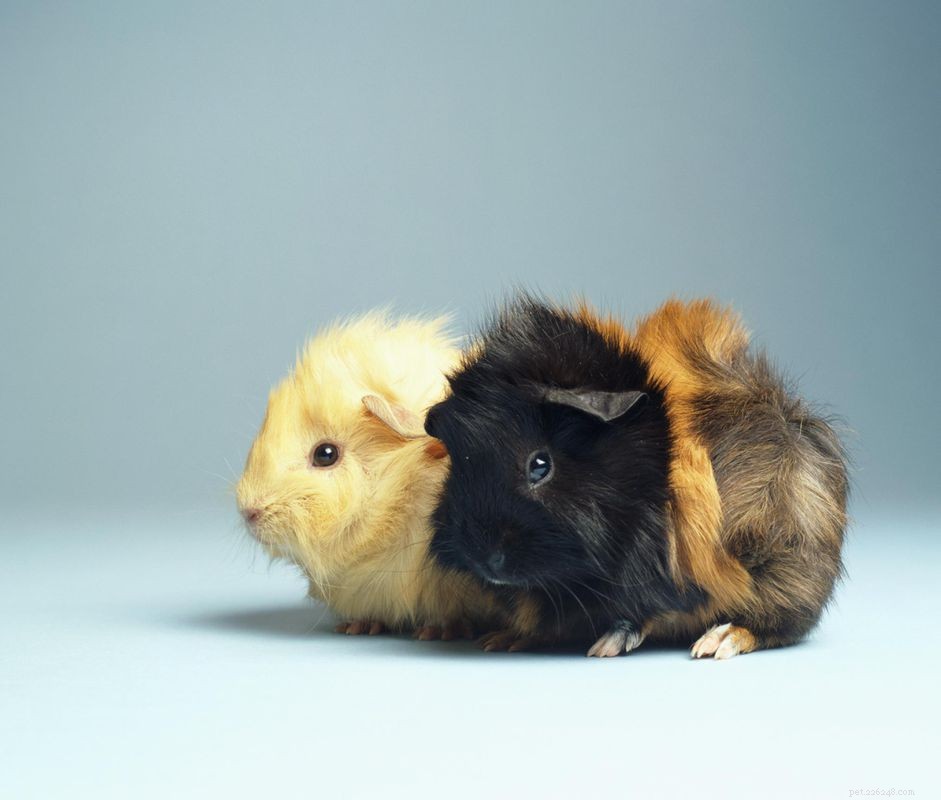 Ultimate Guide to Caring for Your Guinea Pig