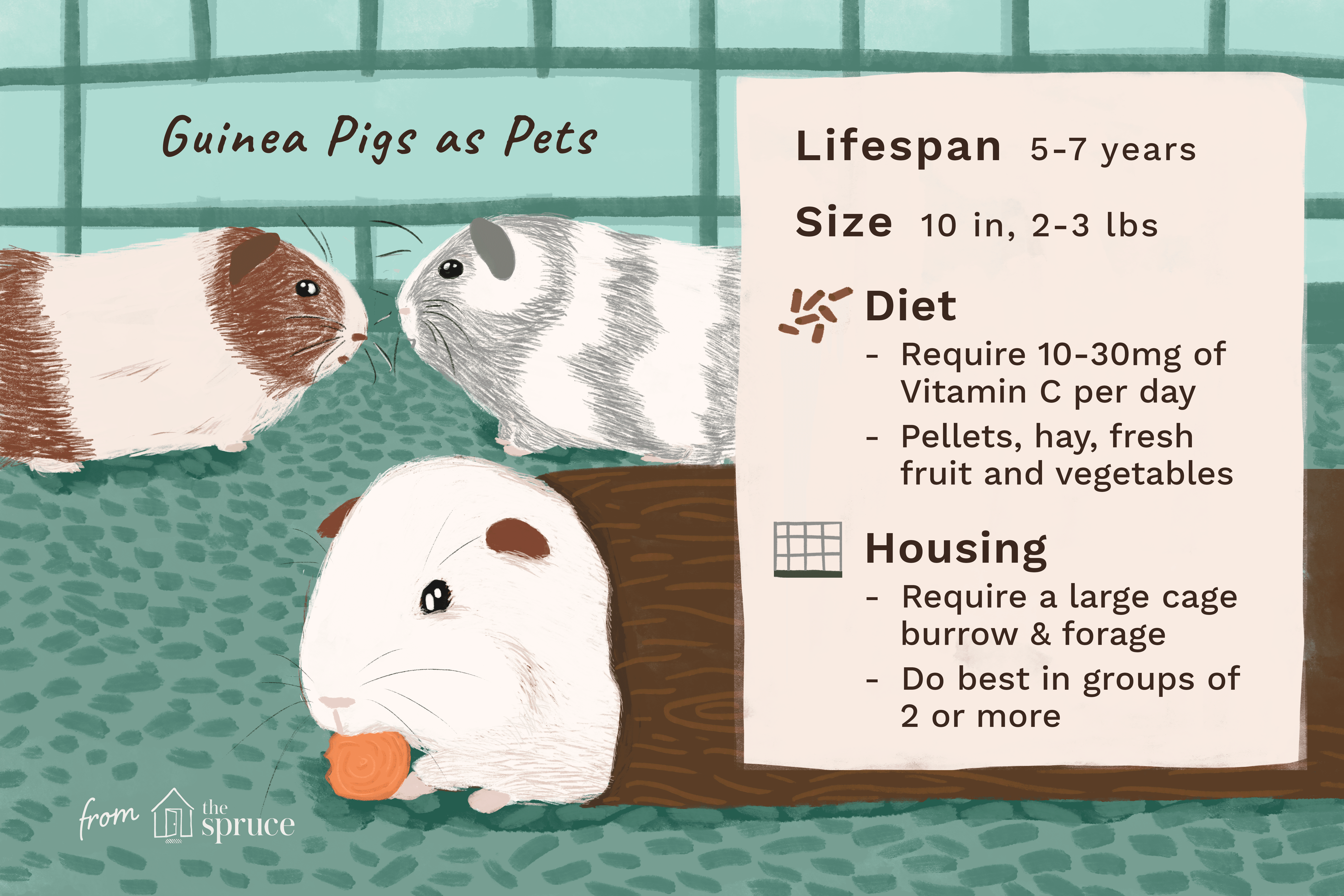 Ultimate Guide to Caring for Your Guinea Pig