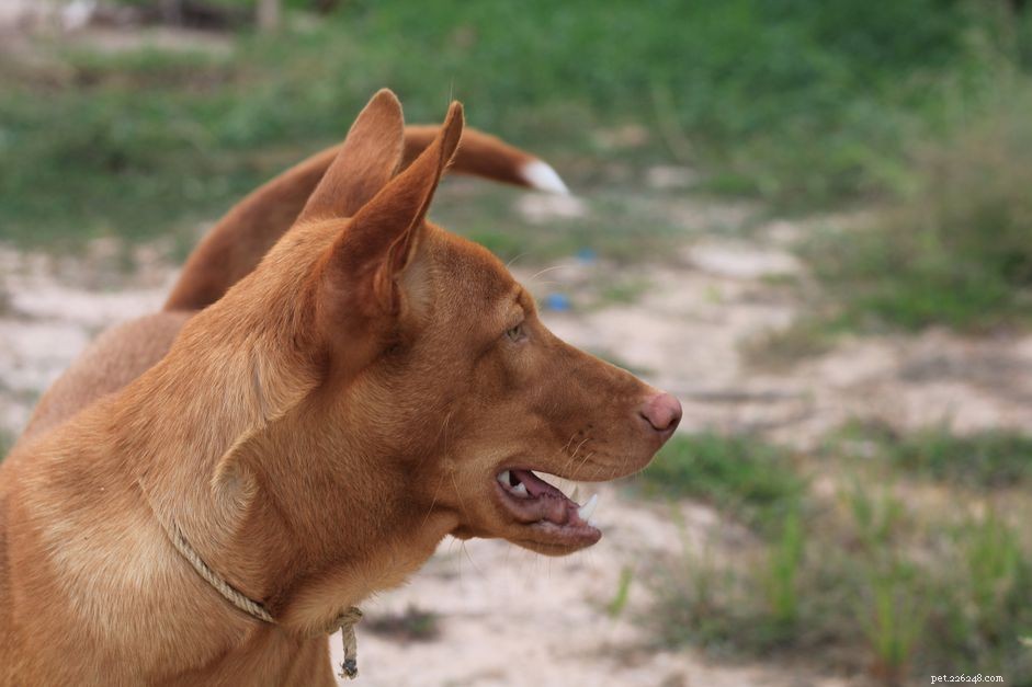 Comprehensive Guide to Treating and Preventing Kennel Cough in Dogs