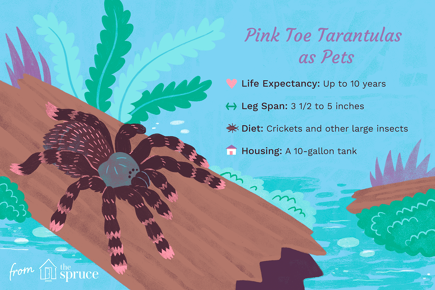 Comprehensive Guide to Caring for a Pink Toe Tarantula: Housing, Diet, and Care Tips