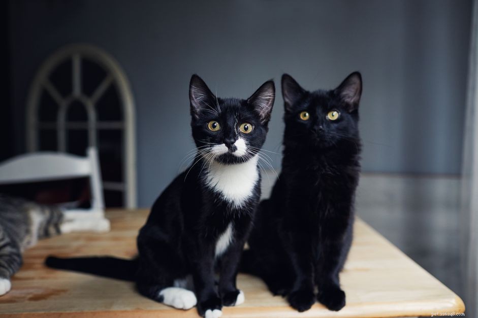 4 Key Reasons Cats Slap Each Other – Understanding Their Social Signals