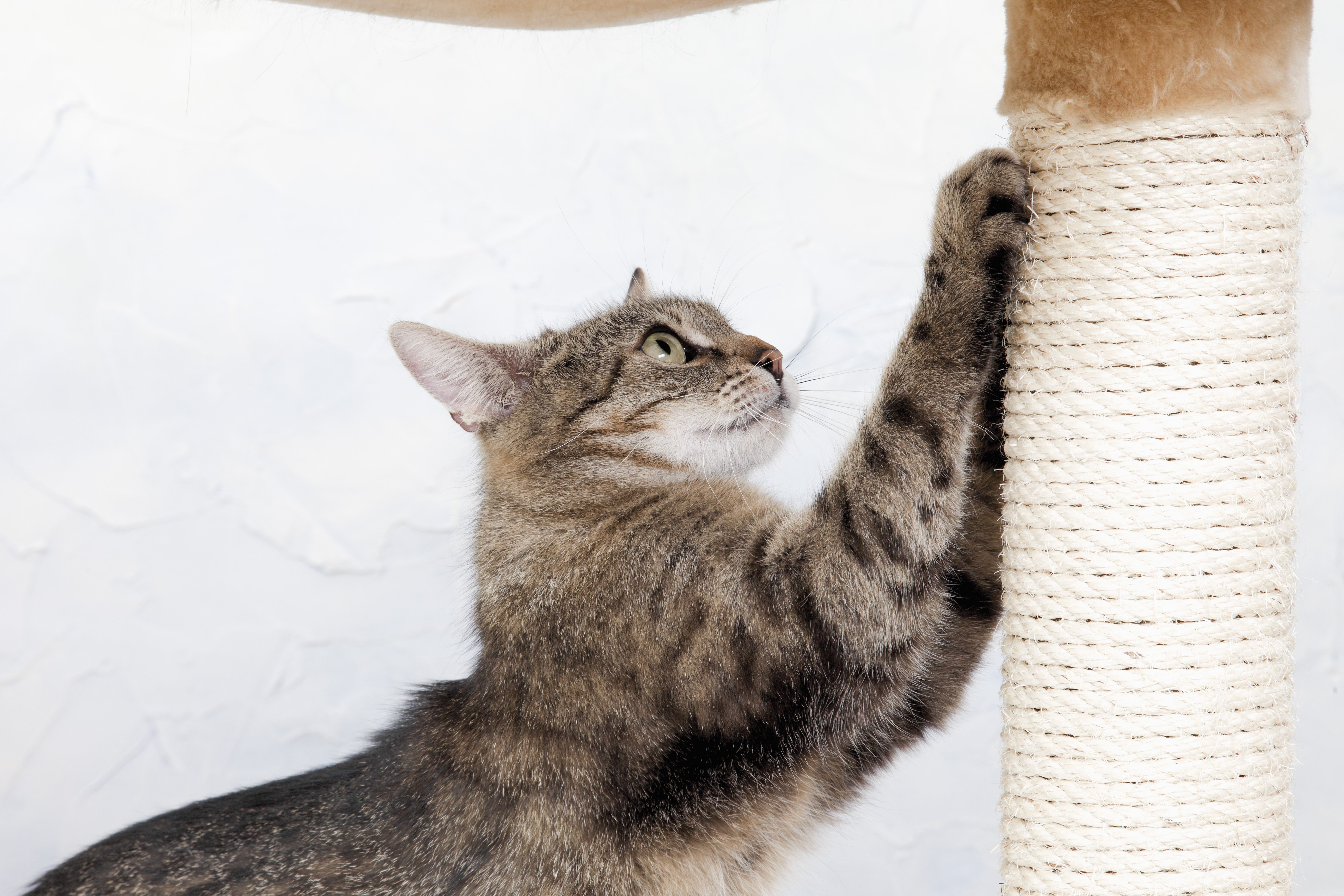 Effective Ways to Manage Your Cat s Claws: Training, Care, and Safety