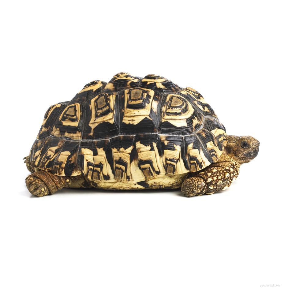 Leopard Tortoise: Comprehensive Guide to Care, Habitat & Health