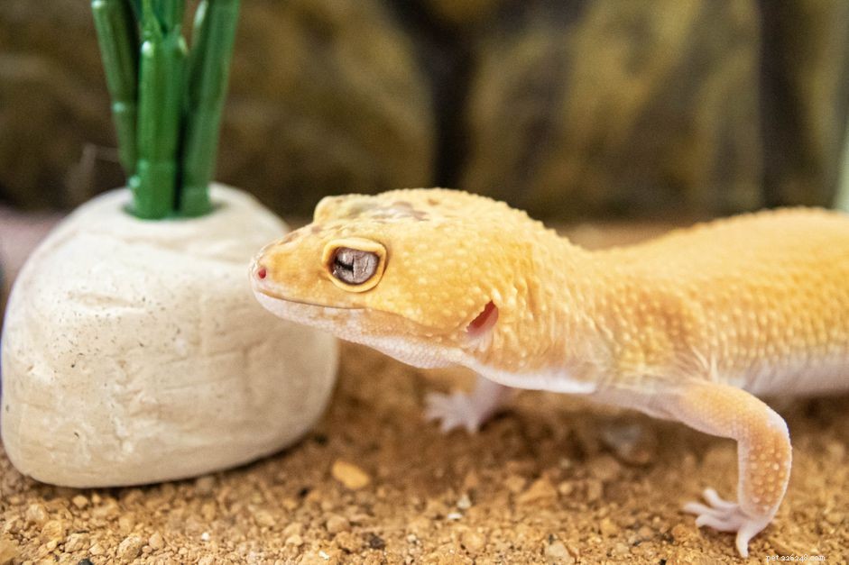Leopard Gecko Profile: Care, Behavior, and Health Guide