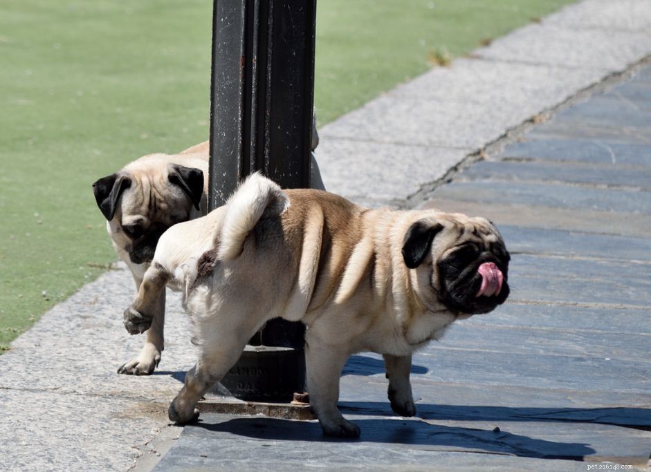 What Drives a Dog to Lick Another Dog’s Urine? Insights and Safety Tips