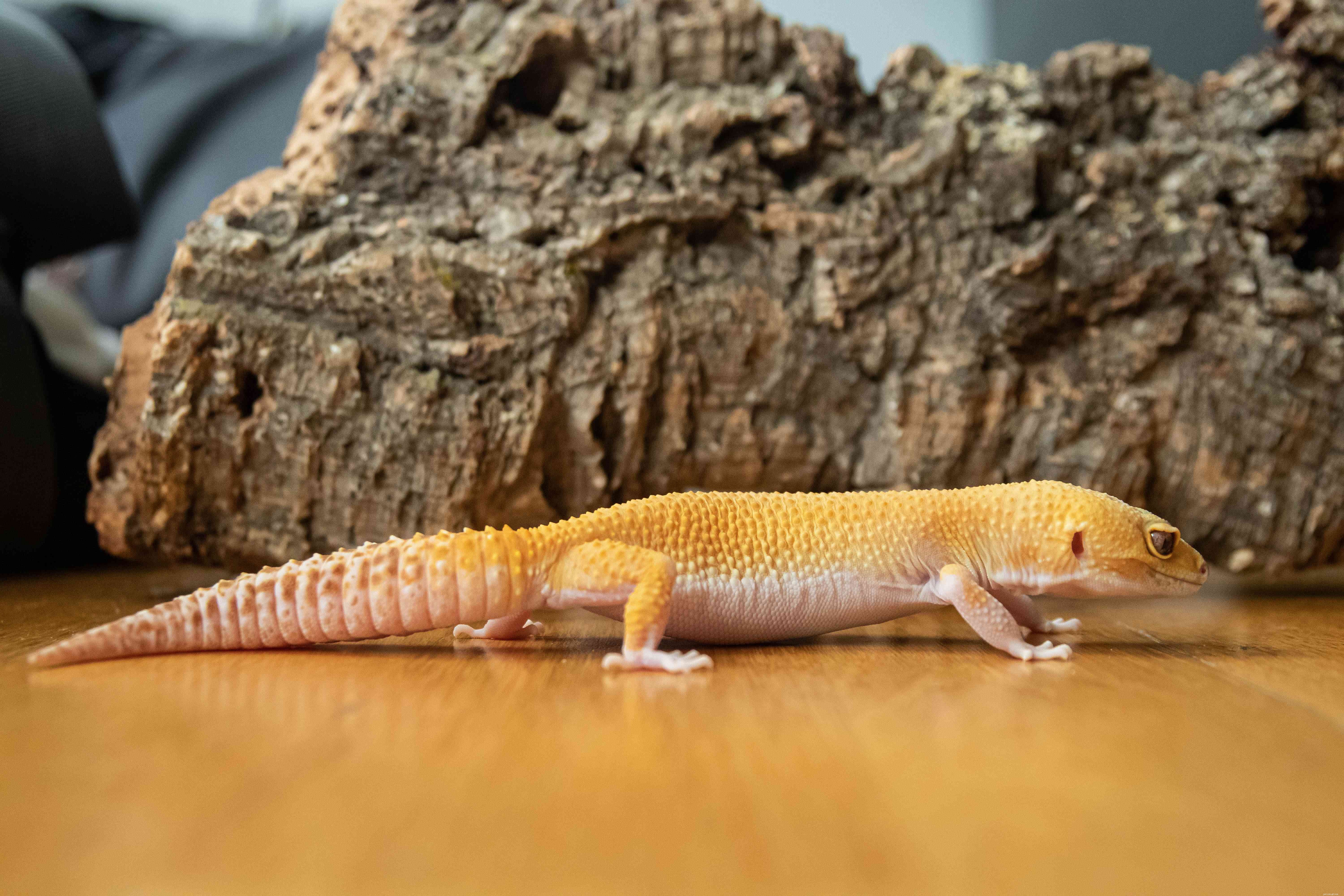 Leopard Gecko Profile: Care, Behavior, and Health Guide