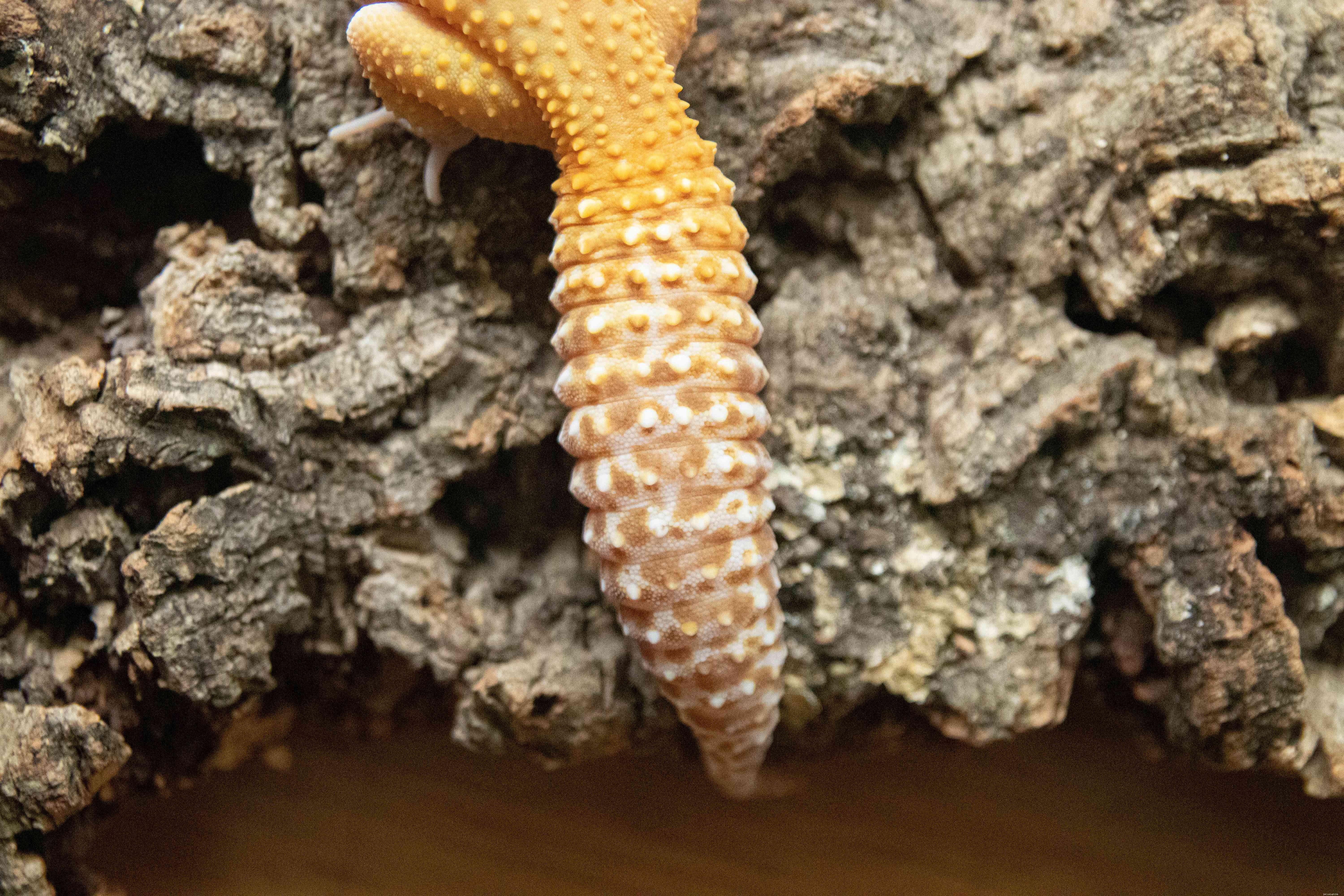 Leopard Gecko Profile: Care, Behavior, and Health Guide