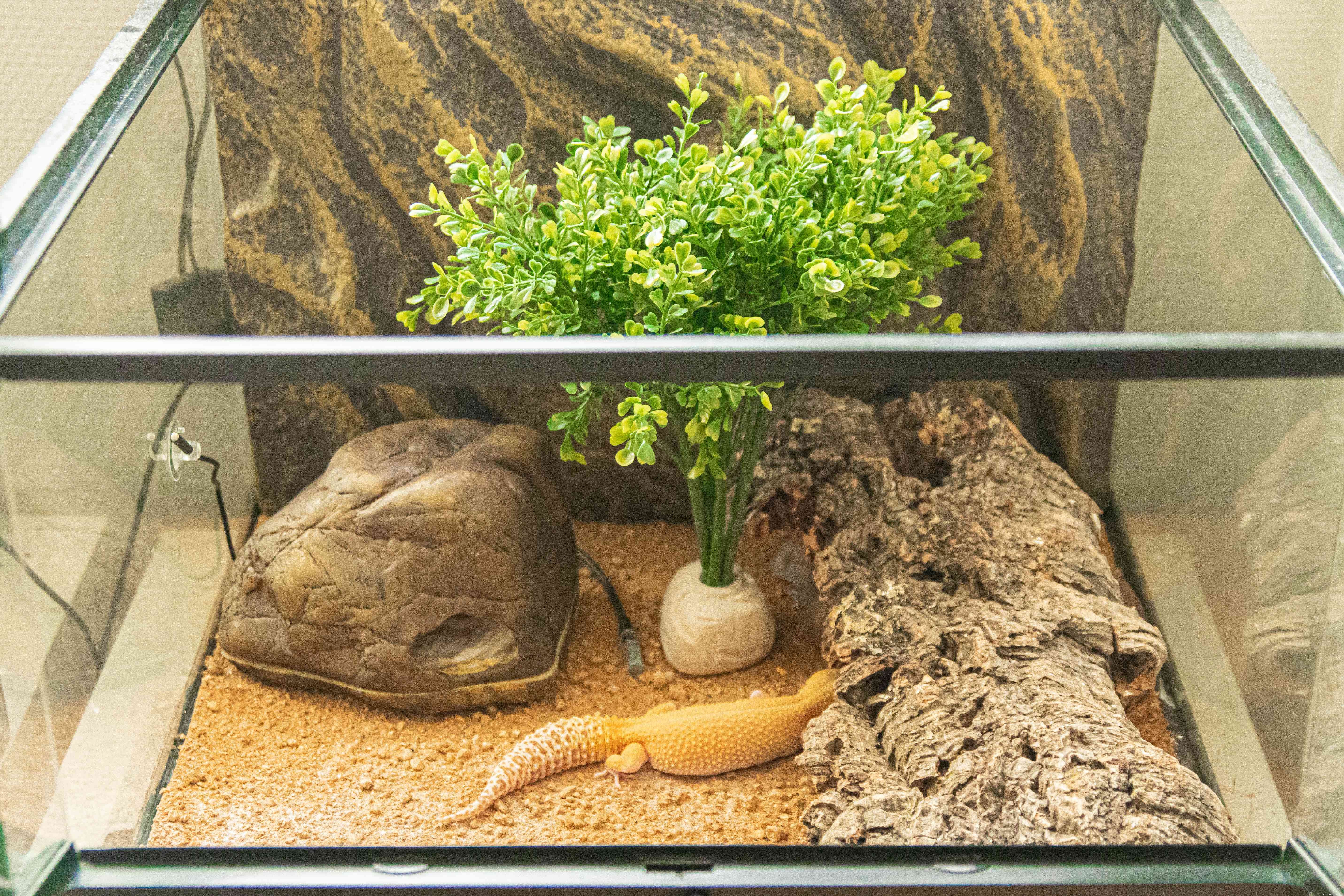Leopard Gecko Profile: Care, Behavior, and Health Guide