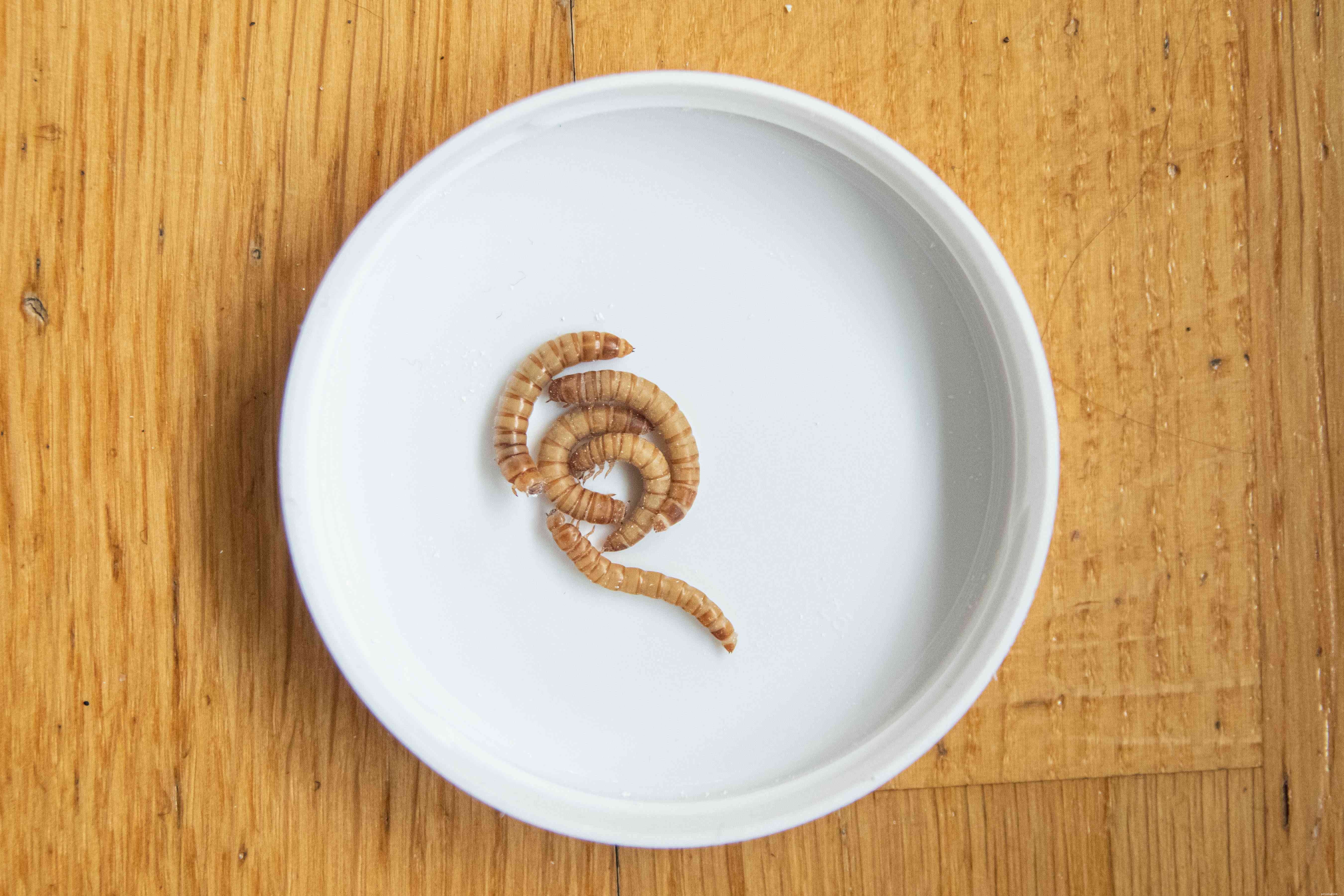 Leopard Gecko Profile: Care, Behavior, and Health Guide
