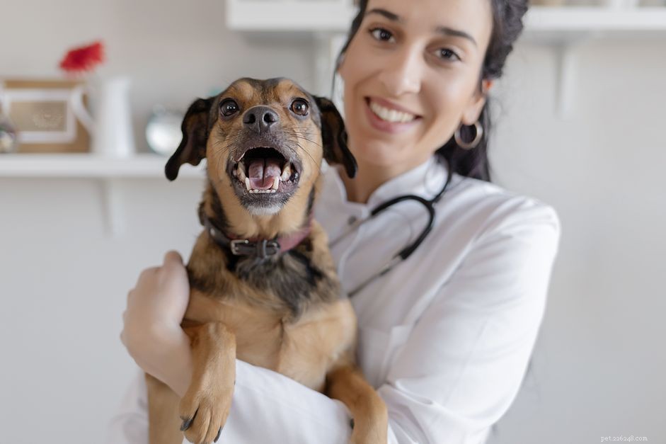 Complete Guide to the Kennel Cough Vaccine: What You Need to Know