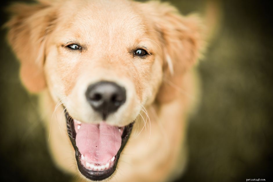 Anise: The Natural Stimulus Dogs Love—Like Catnip for Cats