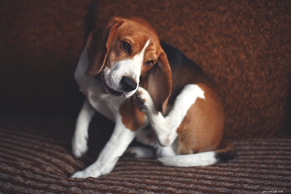 Recognizing and Managing Common Dog Allergy Symptoms