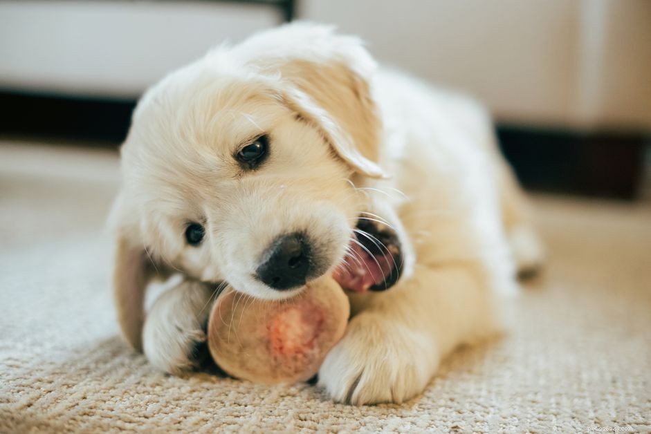 Are Dog Bones Safe? Expert Insights on Risks and Safer Alternatives