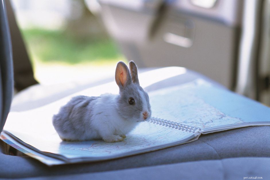 Safe and Stress‑Free Car Travel Tips for Your Rabbit