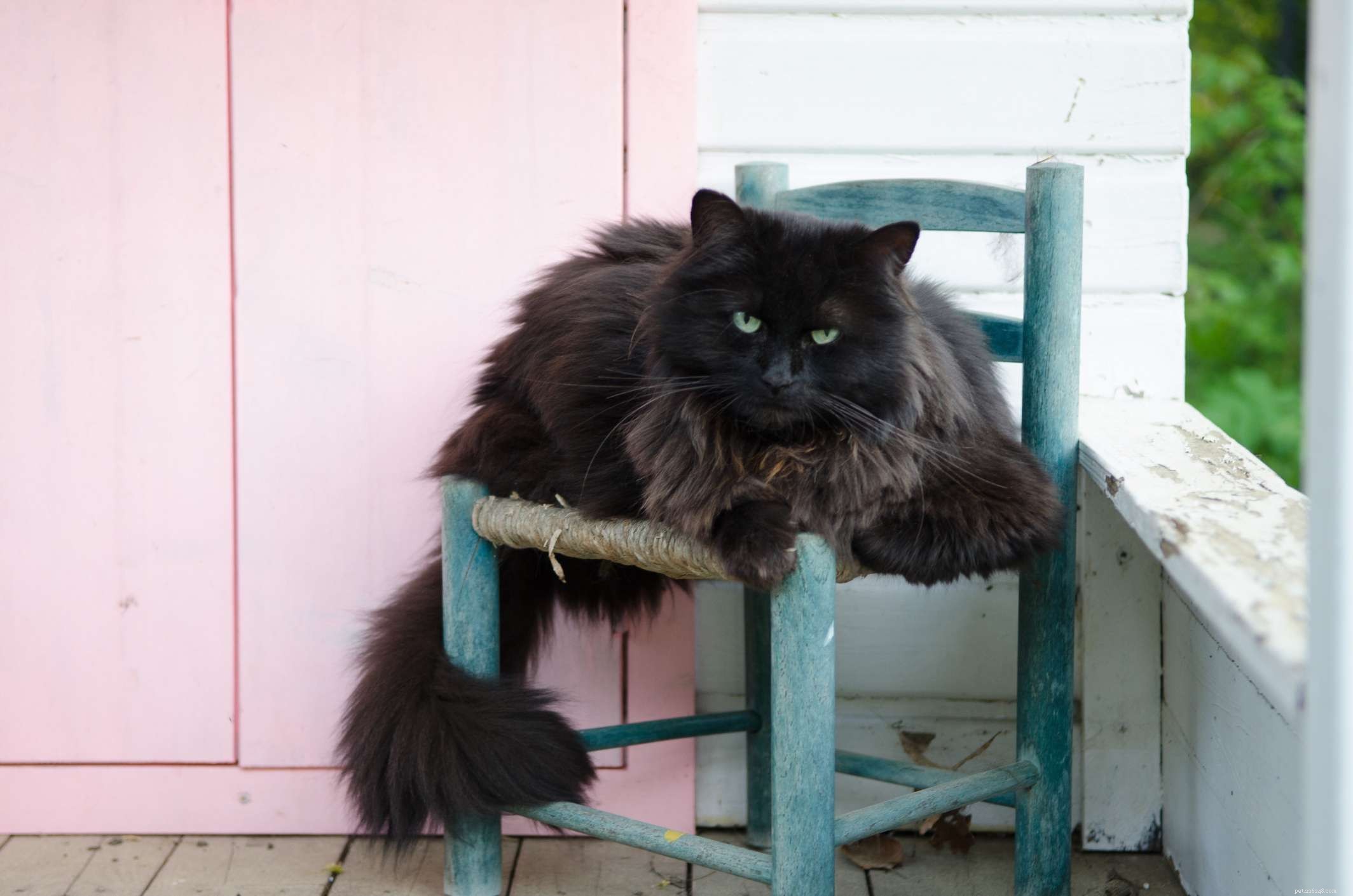 How to Translate Your Cat’s Age into Human Years