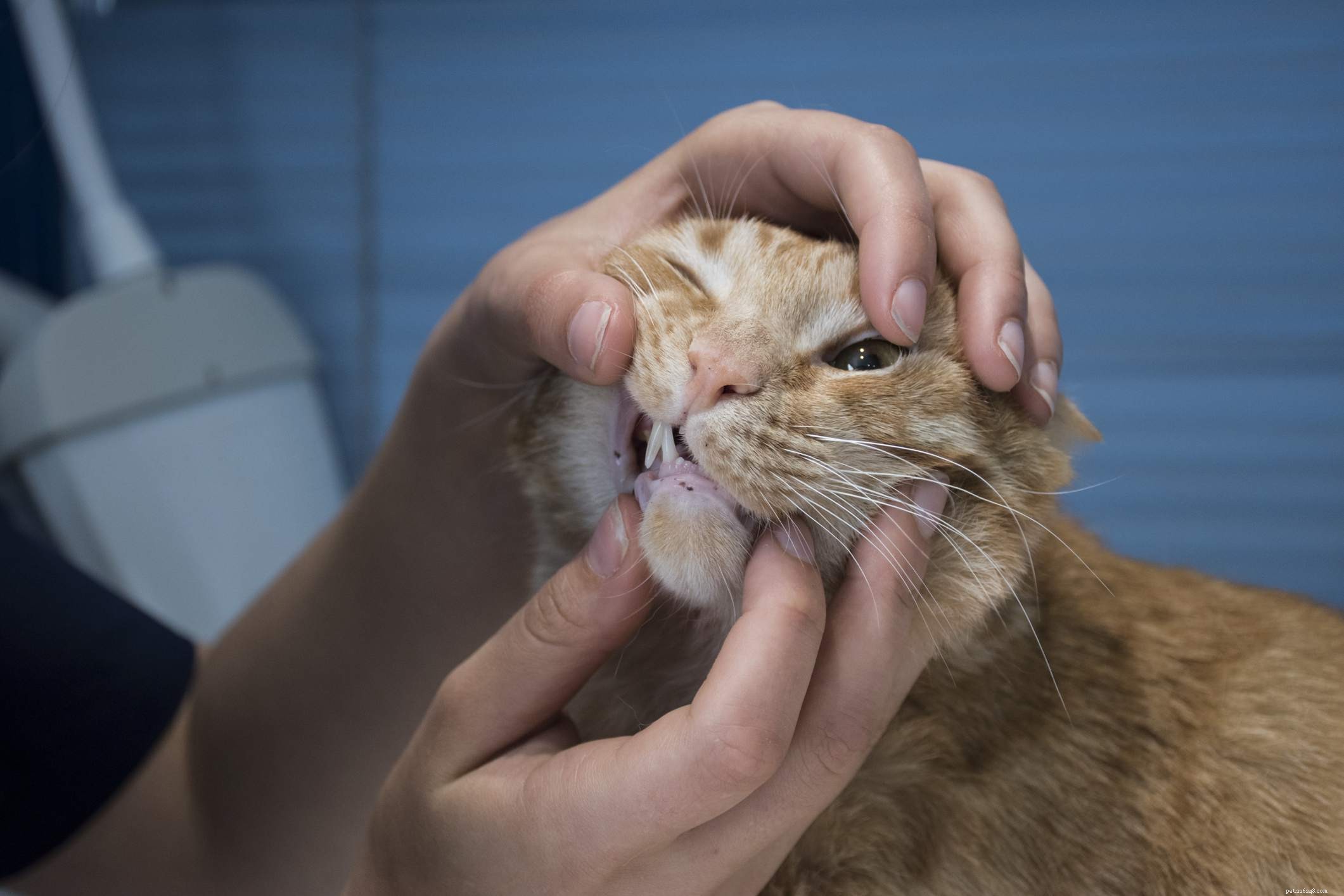 How to Translate Your Cat’s Age into Human Years