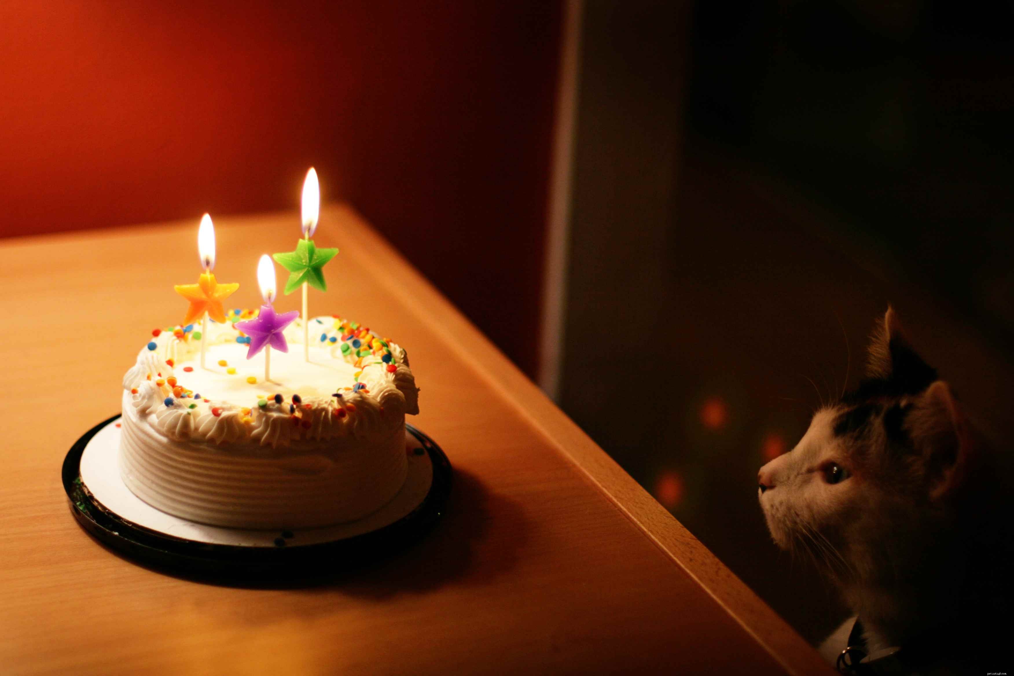 How to Translate Your Cat’s Age into Human Years