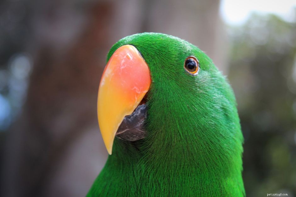 When to Trim Your Bird’s Beak: A Guide for Healthy Pets