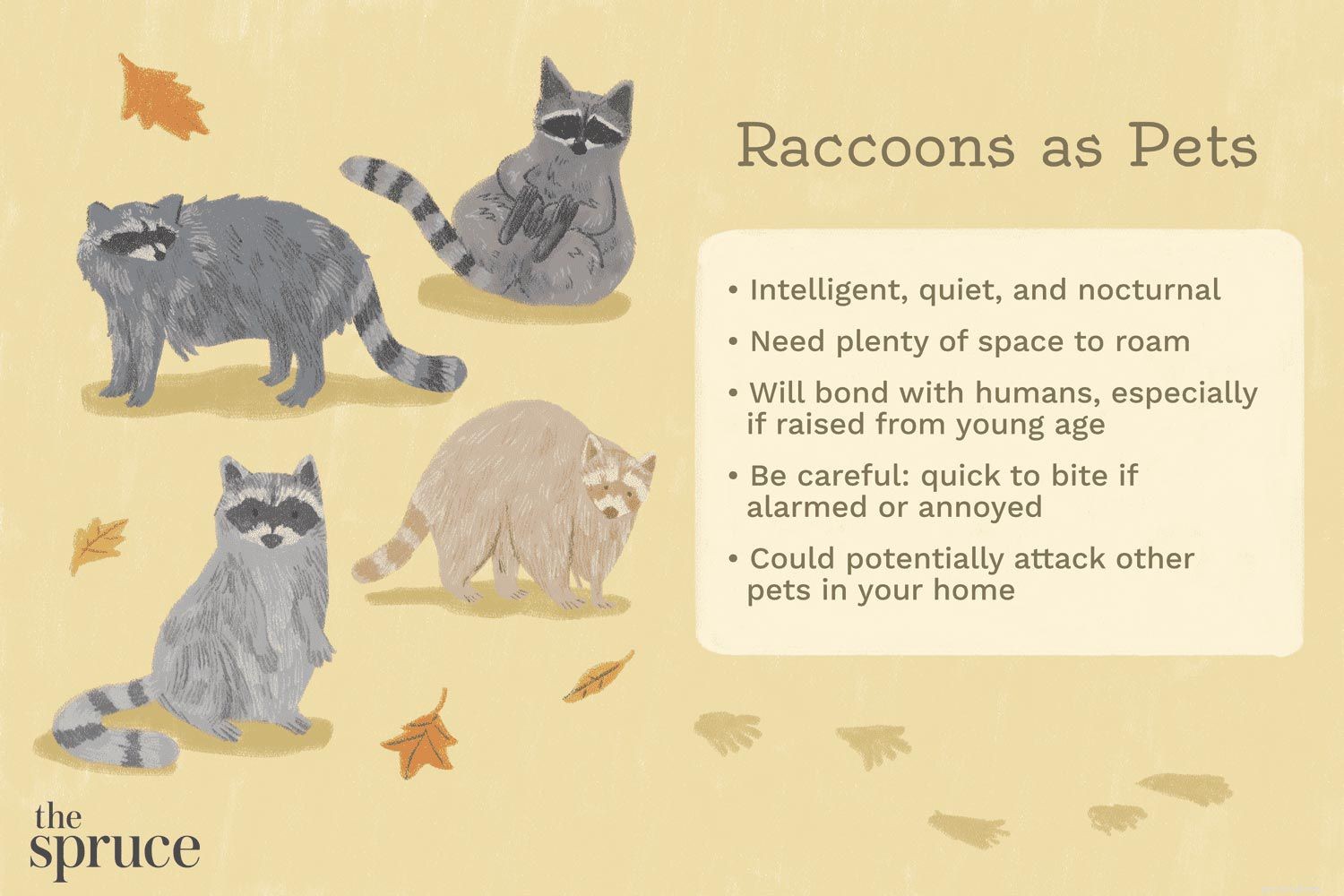 Raccoons as Pets: Risks, Responsibilities, and Alternatives