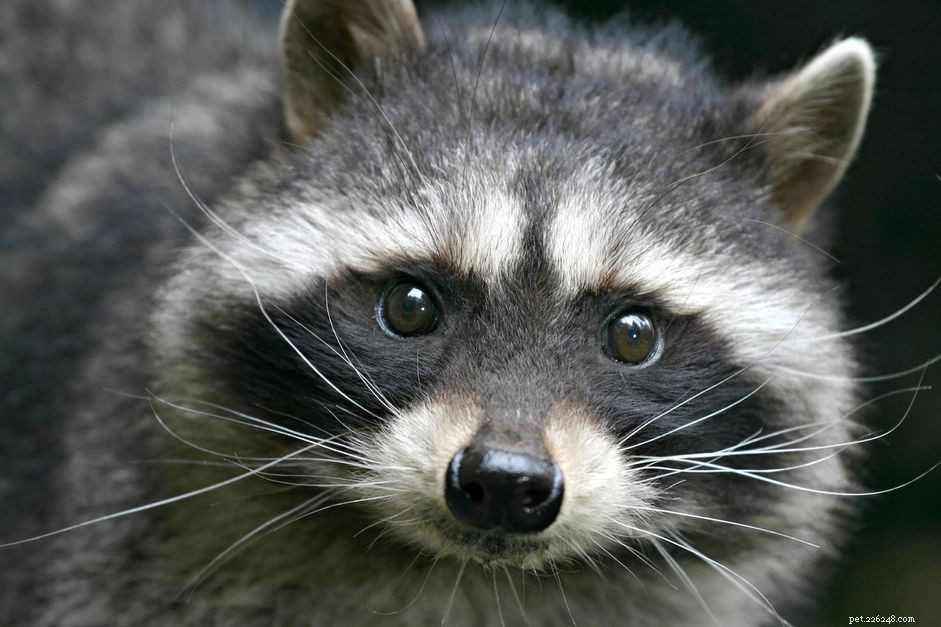 Raccoons as Pets: Risks, Responsibilities, and Alternatives