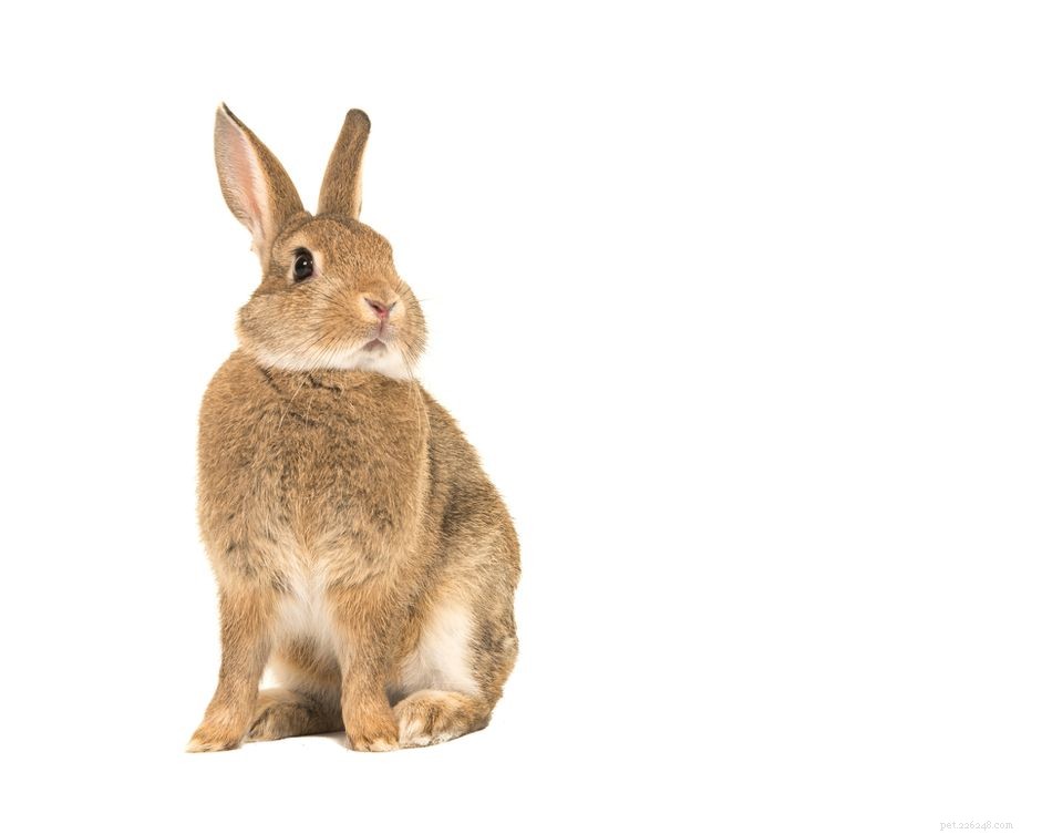 How to Safely Treat Lice in Your Rabbit: A Vet‑Approved Guide