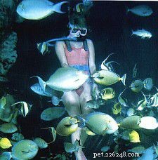 How to Collect and Transport Your Own Tropical Fish – A Step‑by‑Step Guide